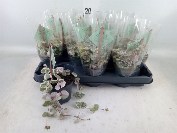 <h4>Ceropegia woodii 'Variegata'</h4>