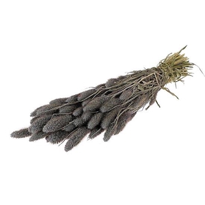 Bunch Setaria Slv L60