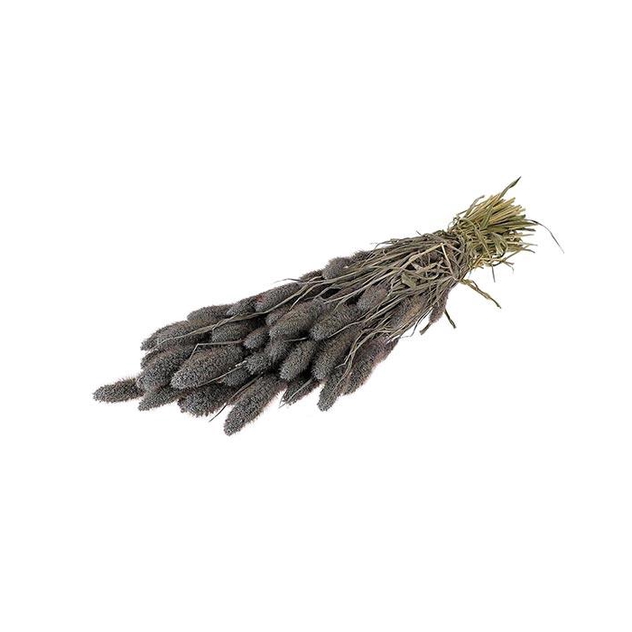 <h4>Bunch Setaria Slv L60</h4>
