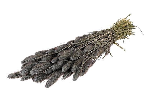 Bunch Setaria Slv L60