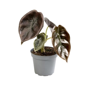ALOCASIA CUPREA P6 CUPERA RED