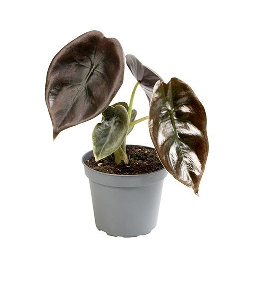 <h4>ALOCASIA CUPREA P6 CUPERA RED</h4>