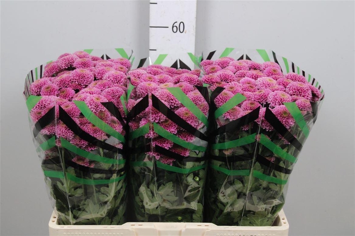 <h4>Chr S Aaa Doria</h4>