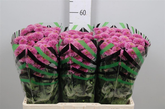 <h4>Chr S Aaa Doria</h4>