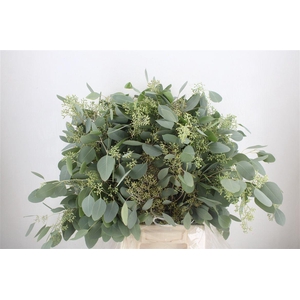 Euca Populus Berry 300gr P Bunch