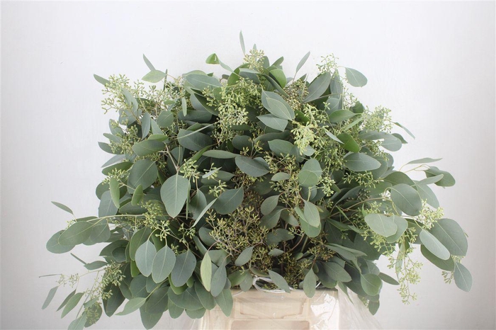 <h4>Euca Populus Berry 300gr P Bunch</h4>