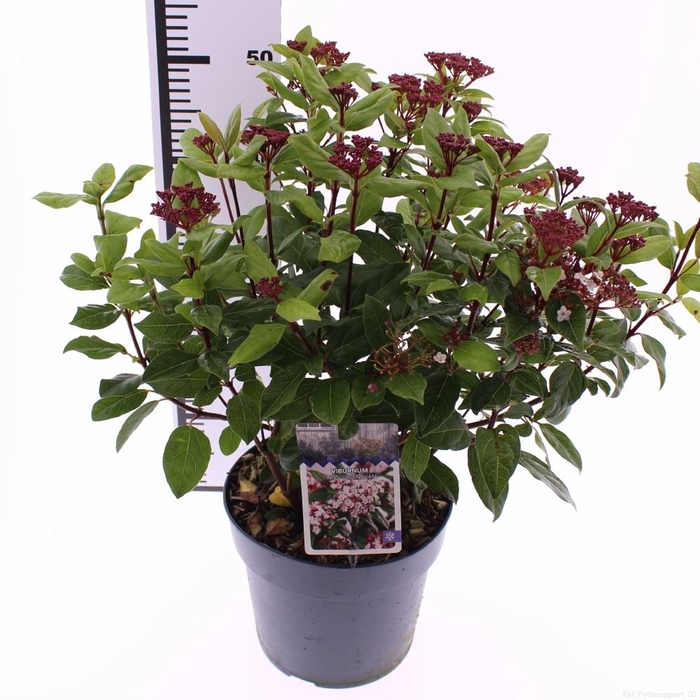 <h4>Viburnum tinus 'Gwenllian'</h4>