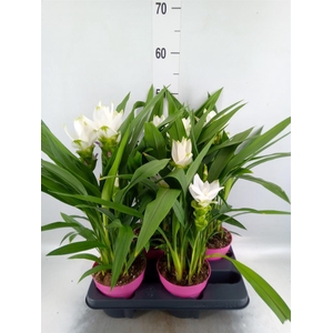 Curcuma alism. 'Siam Sisto'