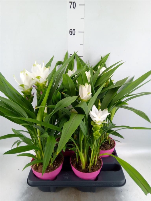 <h4>Curcuma alism. 'Siam Sisto'</h4>