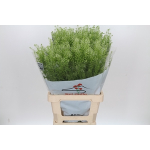 LEP VI GREEN DRAGON
