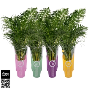 MoreLIPS® Dypsis Lutescens P24cm - H135cm in ShowHoes (Areca)