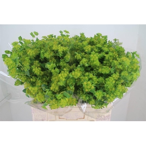 BUPLEURUM ROTUNDIFOL