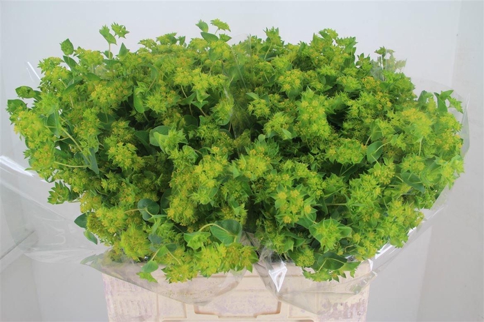<h4>BUPLEURUM ROTUNDIFOL</h4>