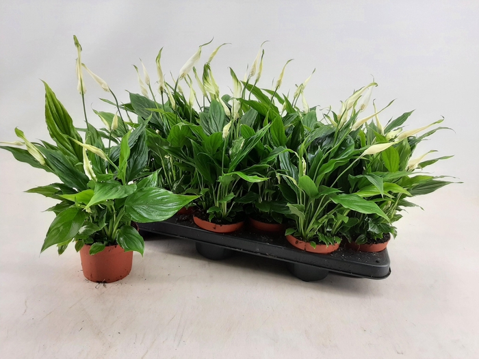 <h4>SPATH CHOPIN</h4>