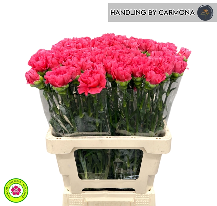 <h4>DI ST BIZET</h4>