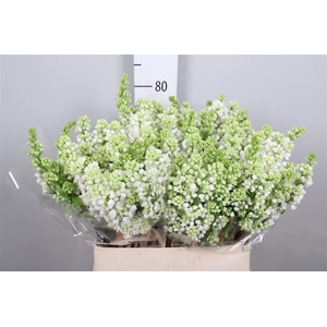 Syr V Mme Fl Stepman 4+