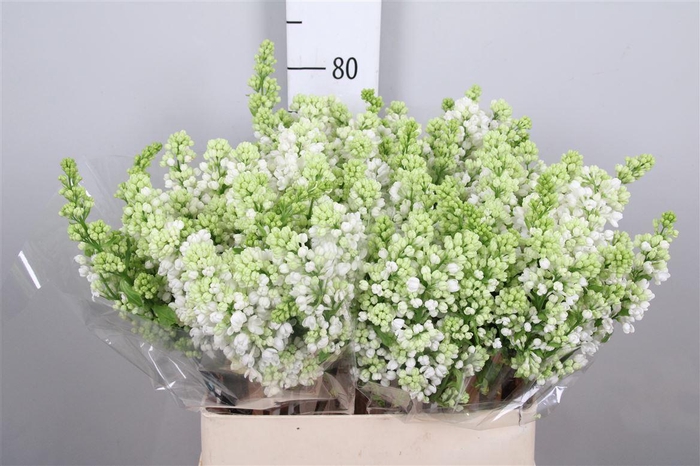 <h4>Syr V Mme Fl Stepman 4+</h4>