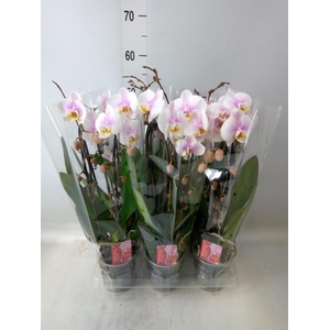 Phalaenopsis  'Elegant Cascade'