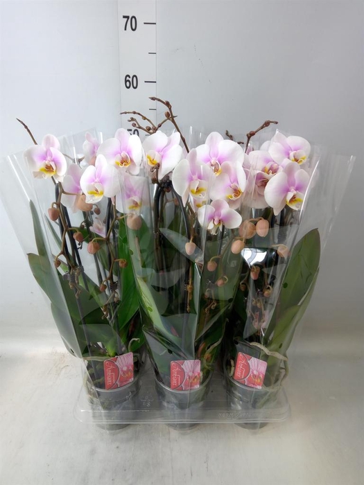 <h4>Phalaenopsis  'Elegant Cascade'</h4>