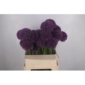 Allium Grootbloemig X28