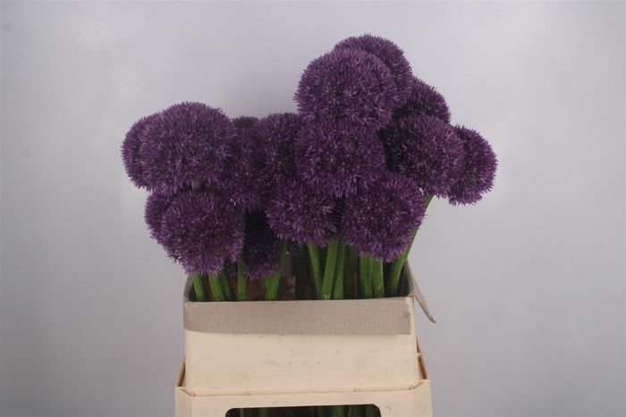 <h4>Allium Grootbloemig X28</h4>