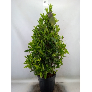 Laurus nobilis