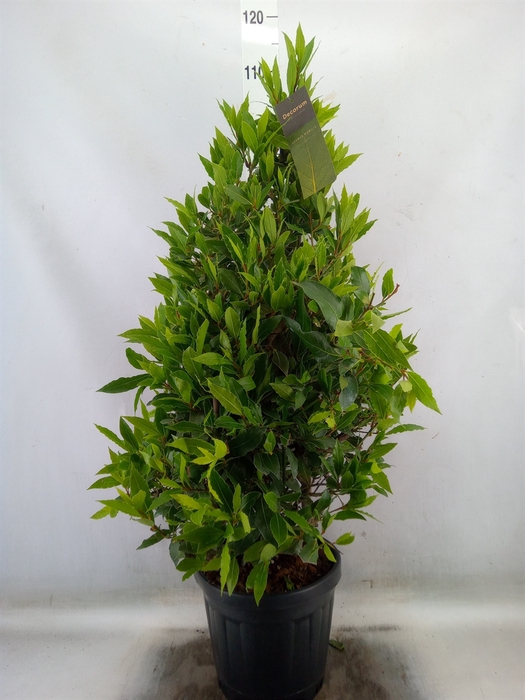 <h4>Laurus nobilis</h4>