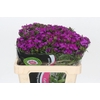 Dianthus Br Amazon Neon Purple