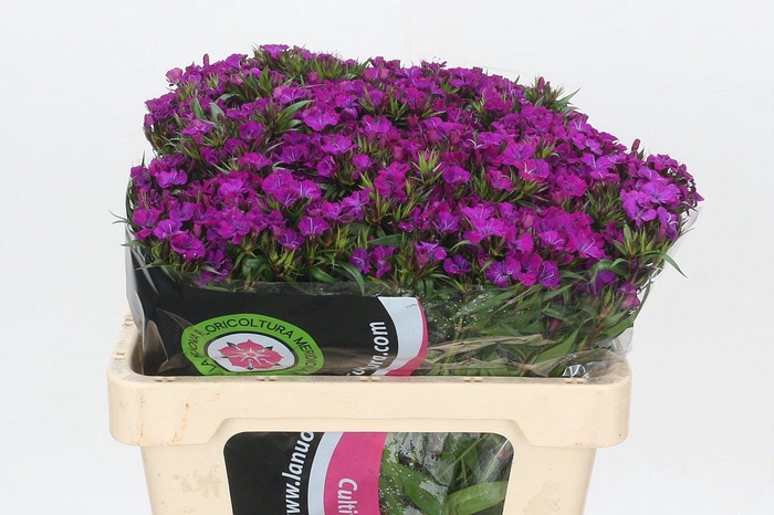 <h4>Dianthus Br Amazon Neon Purple</h4>