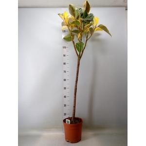 Ficus elastica 'Tineke'