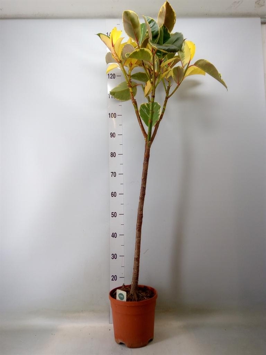 <h4>Ficus elastica 'Tineke'</h4>