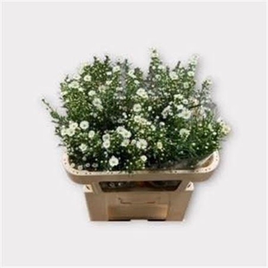 Aster Un Monte Casino Imp