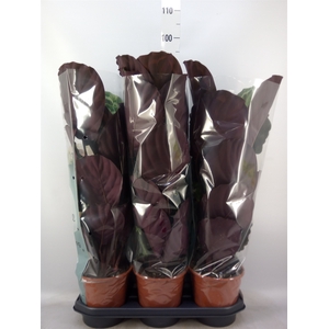 Calathea  'Medallion'