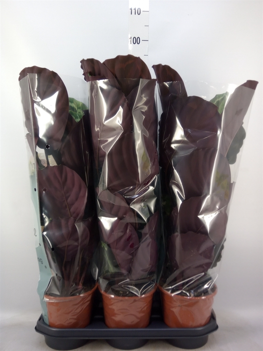 <h4>Calathea  'Medallion'</h4>