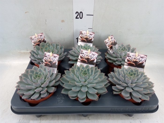 <h4>Echeveria   ...</h4>