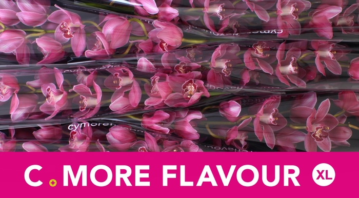 <h4>CYMB T MONICA</h4>