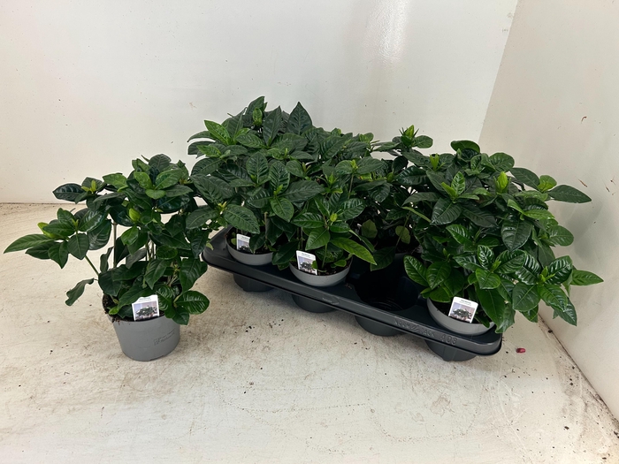 <h4>GARDENIA JASMINOIDES</h4>