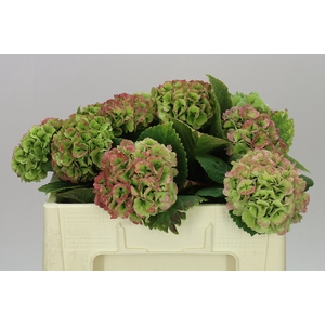 Hyd Lolly Pop Green Red Classic