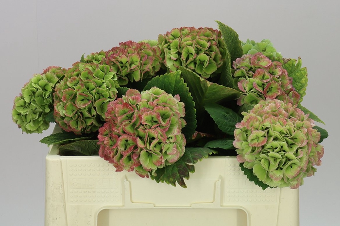 <h4>Hyd Lolly Pop Green Red Classic</h4>