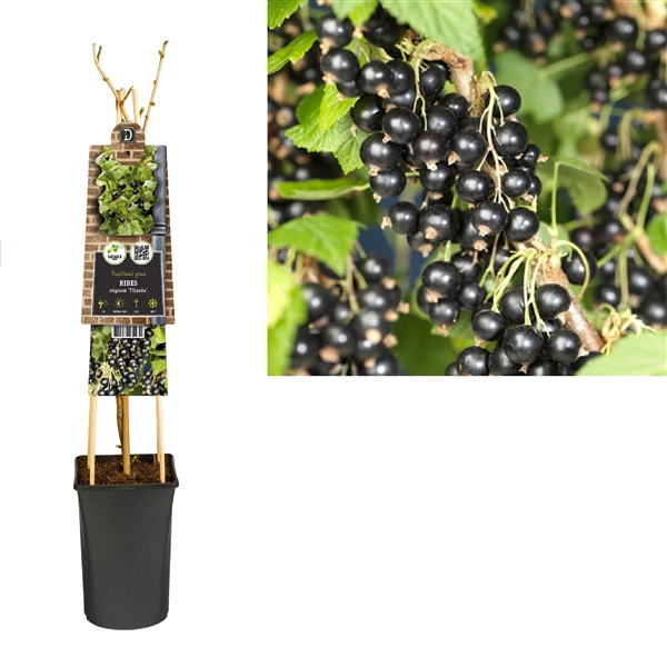 <h4>Ribes nigrum 'Titania' +3.0 label</h4>