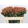 Hypericum Sweet Romance