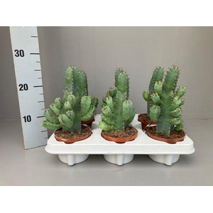 Euphorbia resinifera