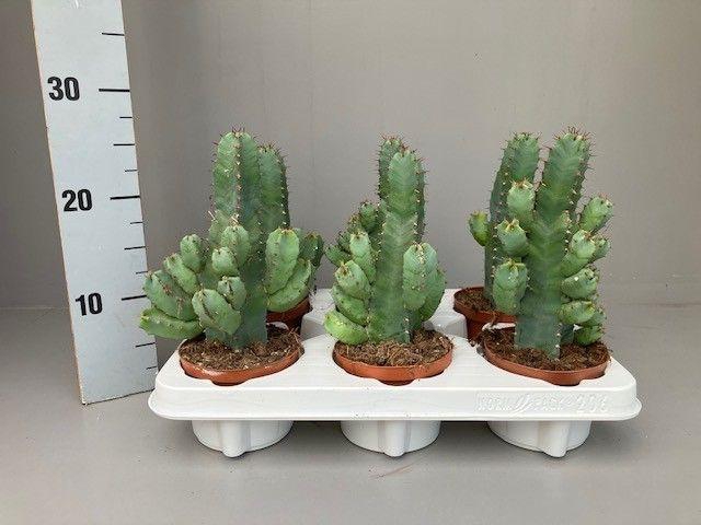 <h4>Euphorbia resinifera</h4>
