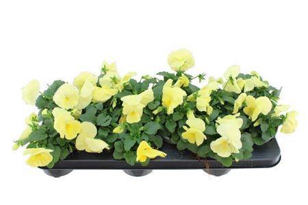 <h4>Viola F1 Delta Pure Primrose</h4>