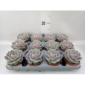Echeveria   ...
