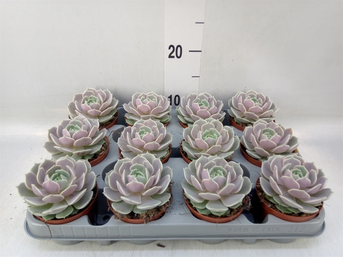 <h4>Echeveria   ...</h4>