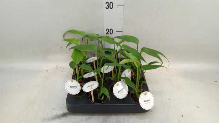 <h4>Monstera   ...</h4>