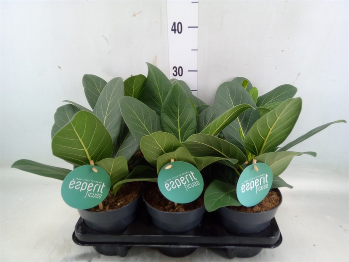 <h4>Ficus benghalensis 'Audrey'</h4>