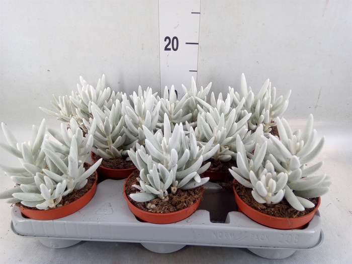 <h4>Senecio   ...</h4>