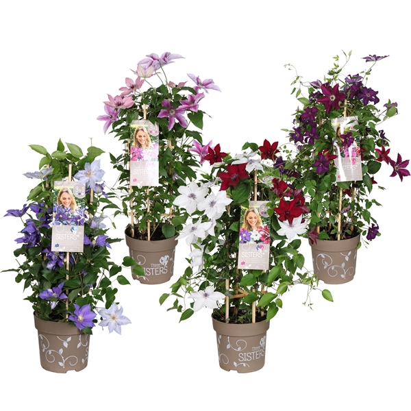 <h4>Clematis hybriden Three Sisters® P23</h4>
